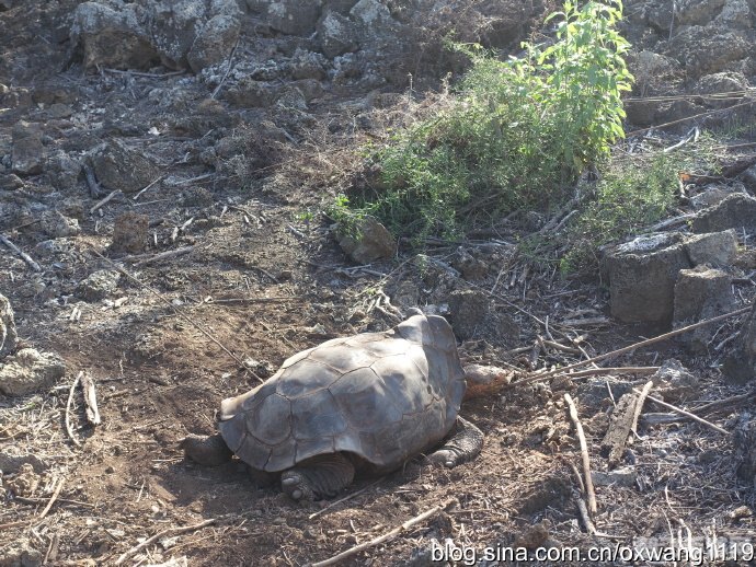 达尔文进化岛:生存进化之道