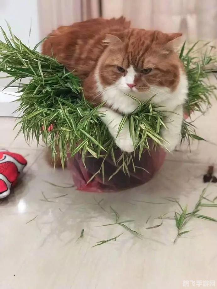 萌猫物语：成为顶级猫咪大师的攻略秘籍