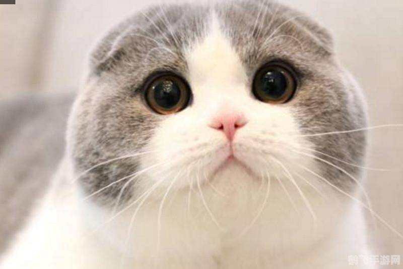 萌猫物语：成为顶级猫咪大师的攻略秘籍