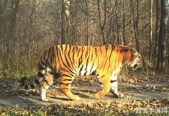 东北虎幻想三国,&lt;h1&gt;探秘东北虎幻想三国：策略与冒险的完美融合&lt;/h1&gt;