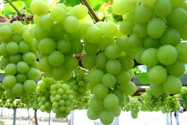 巨兽岛恐龙蛋,&lt;h1&gt;巨兽岛恐龙蛋探秘：孵化属于你的史前巨兽！&lt;/h1&gt;