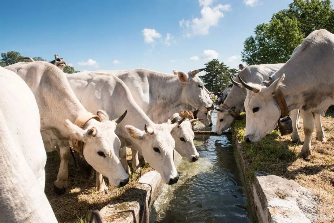 新超级马里奥手游：探险之旅再升级，马里奥大叔带你玩转梦幻王国！