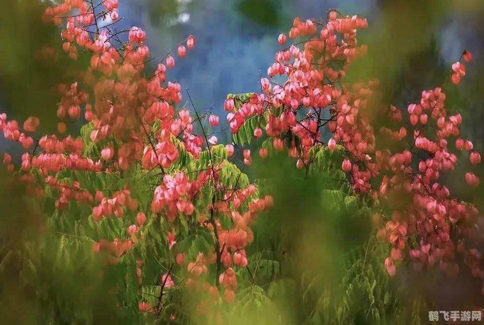 秋之回忆5手游攻略：重温秋日的浪漫故事