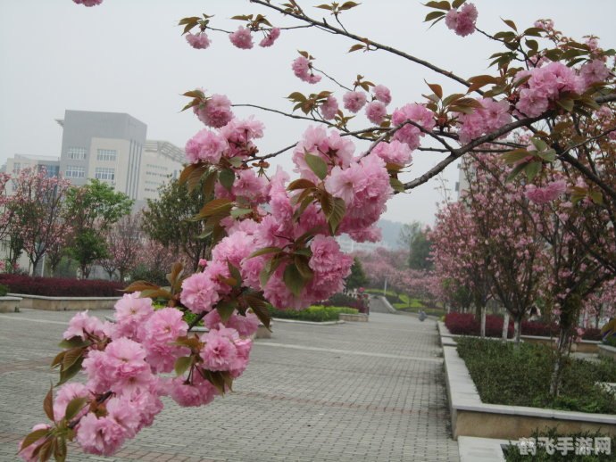 樱花校园模拟器,樱花校园模拟器手游攻略:重返青春校园,体验别样人生!
