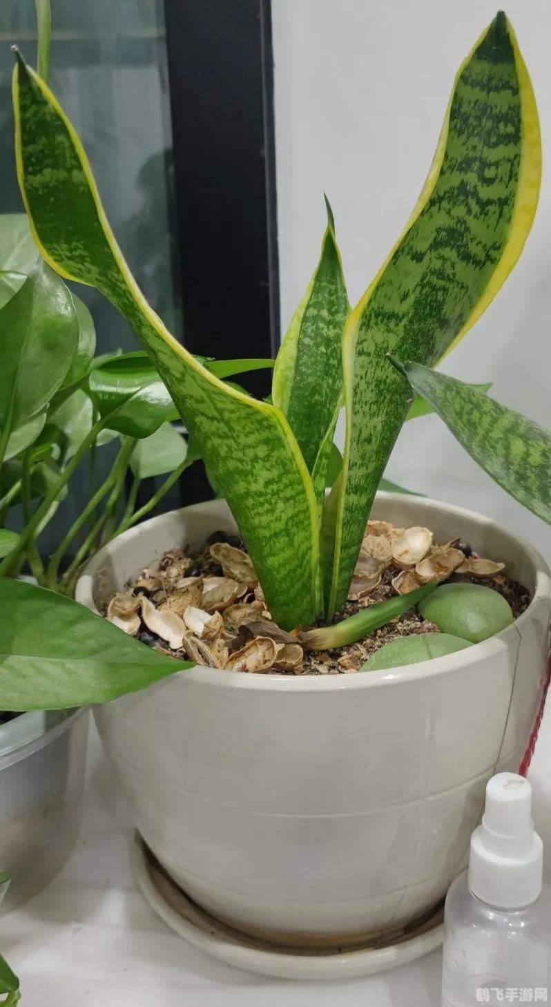 寒冬腊月蚂蚁庄园,寒冬腊月蚂蚁庄园游戏攻略:寒冬生存秘诀大揭秘