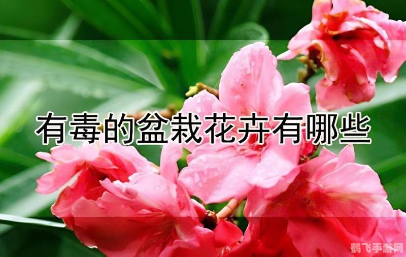 下列哪种盆栽花有毒,警惕毒花侵袭！盆栽爱好者必知的五种有毒花卉