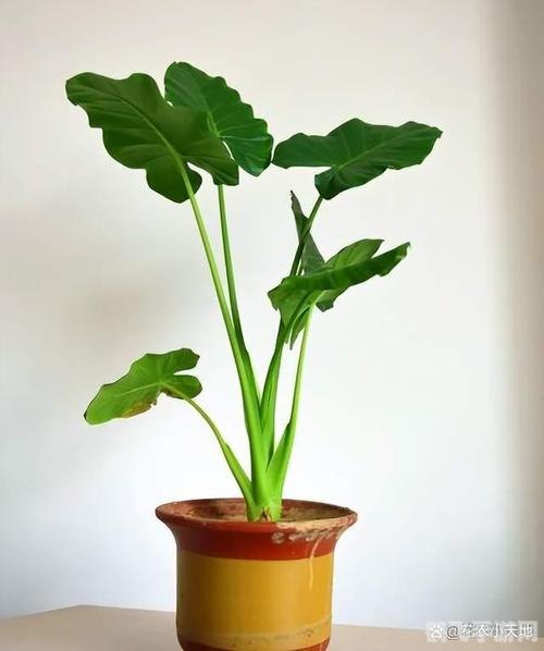 下列哪种盆栽花有毒,警惕毒花侵袭！盆栽爱好者必知的五种有毒花卉