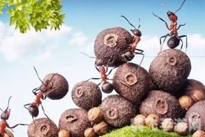 炸灌肠蚂蚁庄园,&lt;h1&gt;炸灌肠蚂蚁庄园攻略大揭秘：成为庄园主的秘诀！&lt;/h1&gt;