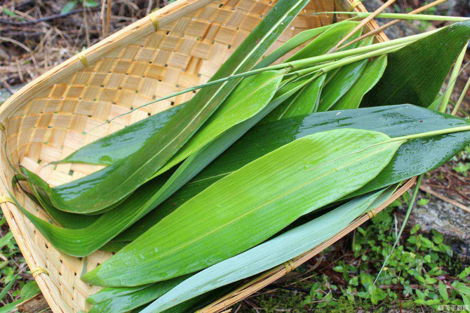 包粽子的叶子不包括,手游粽香四溢中的“寻叶之旅”：探索非传统包粽子叶子的秘密攻略