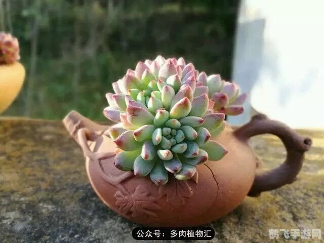 超级肉肉哥,超级肉肉哥手游攻略:成为肉肉大师的秘诀!