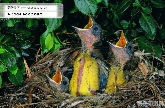 鸟d输出手法,翱翔天际,无敌输出——手游中鸟D的极致输出手法攻略