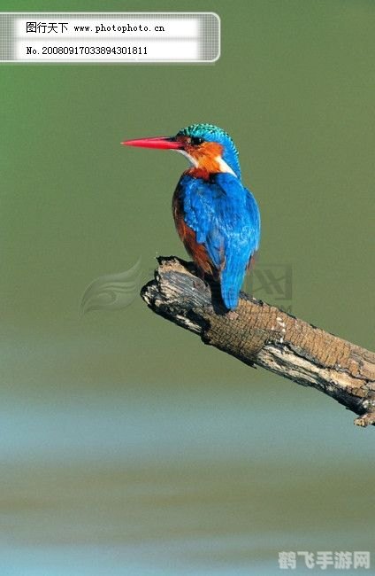 鸟d输出手法,翱翔天际,无敌输出——手游中鸟D的极致输出手法攻略