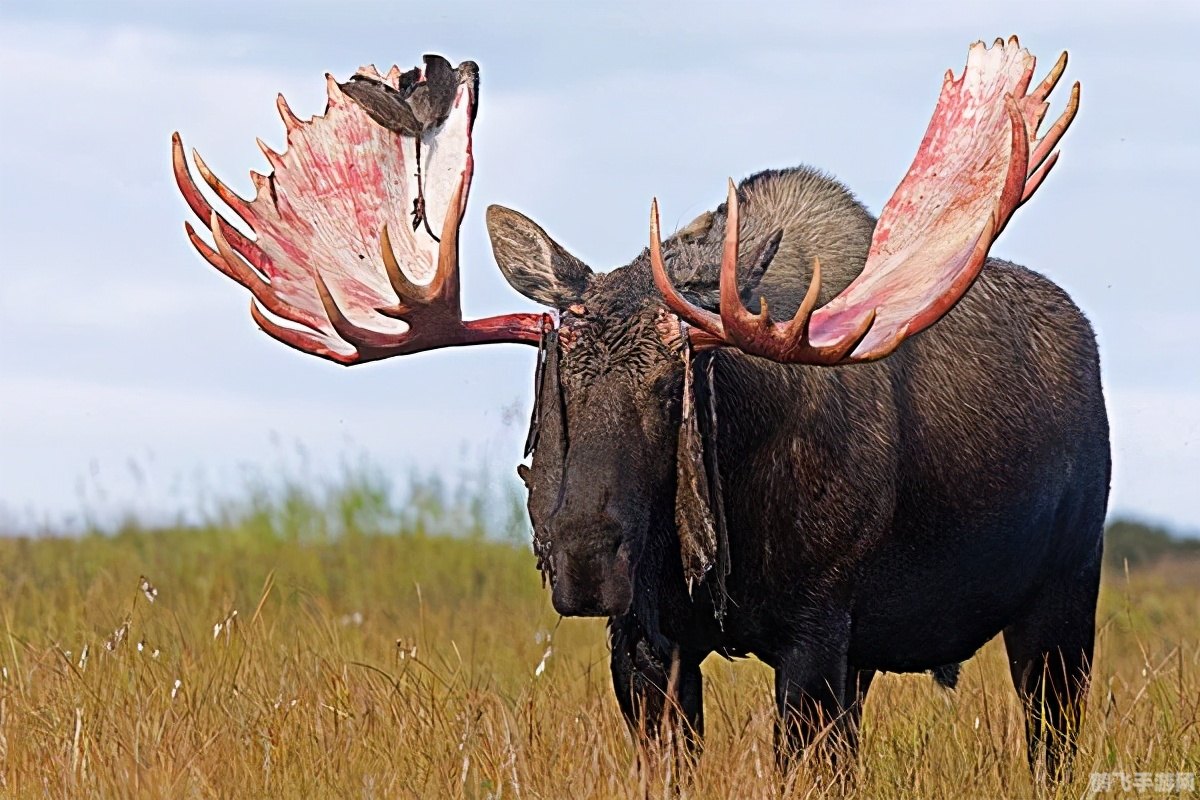 兽王乌塔拉:征服荒野的终极指南