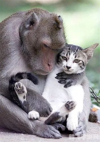 动物之森美版,动物之森美版攻略：探索自然，与动物共享欢乐时光