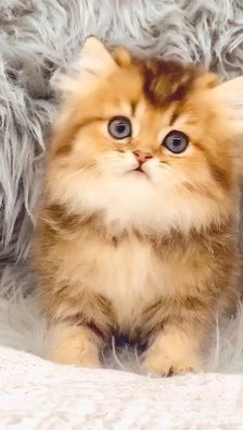 三国群英7武将编号,三国群英传7武将编号全解析与攻略指南