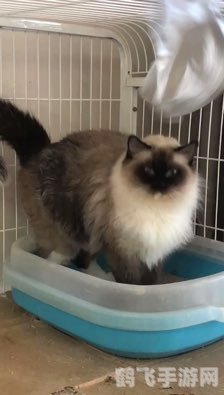 三国群英7武将编号,三国群英传7武将编号全解析与攻略指南