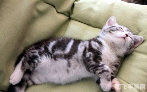 猫咪物语1：与猫咪共度的奇幻之旅