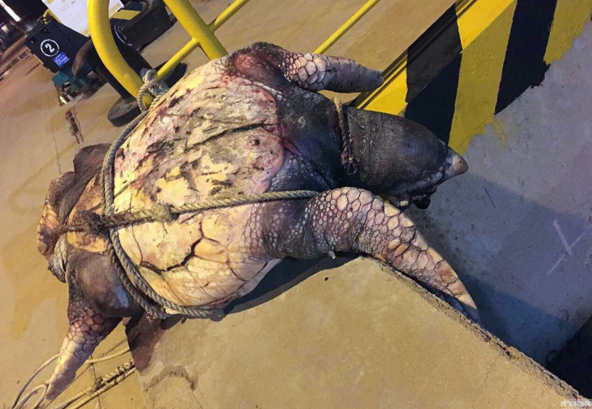 海龟的龟壳实际上是它的,揭秘海龟壳:不仅是保护,更是生命的一部分