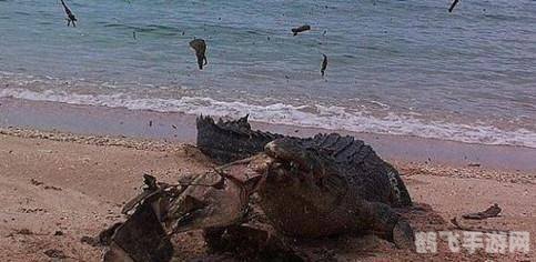 海龟的龟壳实际上是它的,揭秘海龟壳:不仅是保护,更是生命的一部分