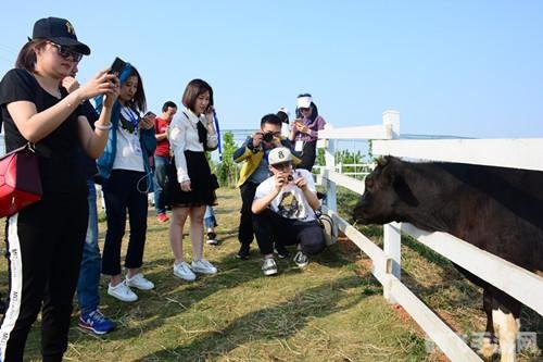 QQ农场牧场餐厅三合一最新版全方位攻略,打造你的虚拟农业帝国!