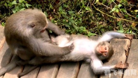 治病小游戏,手游攻略：治病小达人玩法全解析