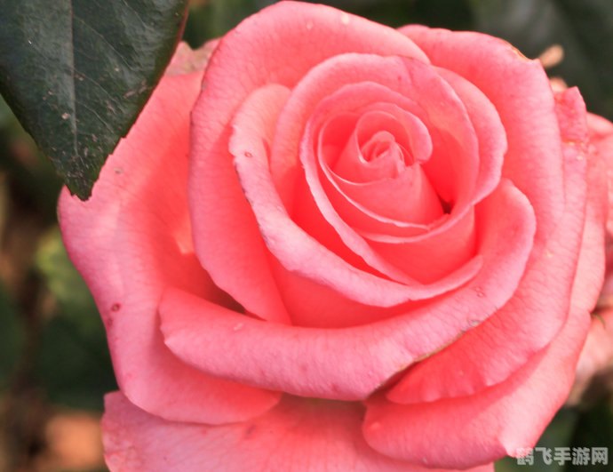 战争与玫瑰手游攻略：绽放战场上的爱与勇气