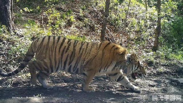 新版厄加特,新版厄加特强势归来:全方位解析与攻略指南