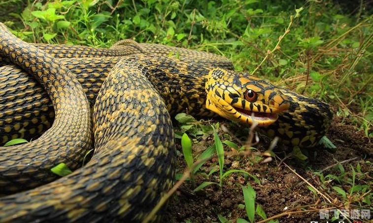 斗战神灵蛇之魂,斗战神灵蛇之魂手游攻略:驯服灵蛇,成为斗战之神!