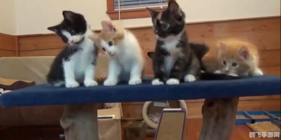 抖音五只猫摇头表情包,抖音超火五只猫摇头表情包,手游玩法大揭秘!