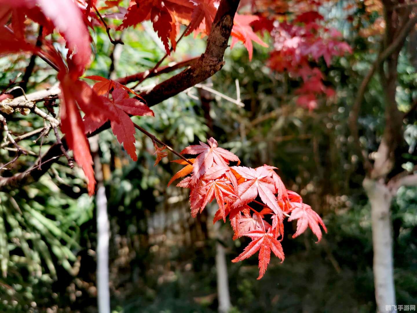 口袋怪兽火红版,口袋怪兽火红版:重温经典,探索无尽冒险之旅