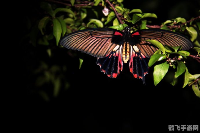 假猪套天下第一,假猪套称霸江湖！手游攻略大全，助你成为无敌玩家！