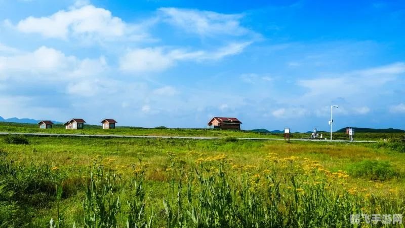 小马驹游戏,小马驹游戏攻略：驰骋马场的秘诀