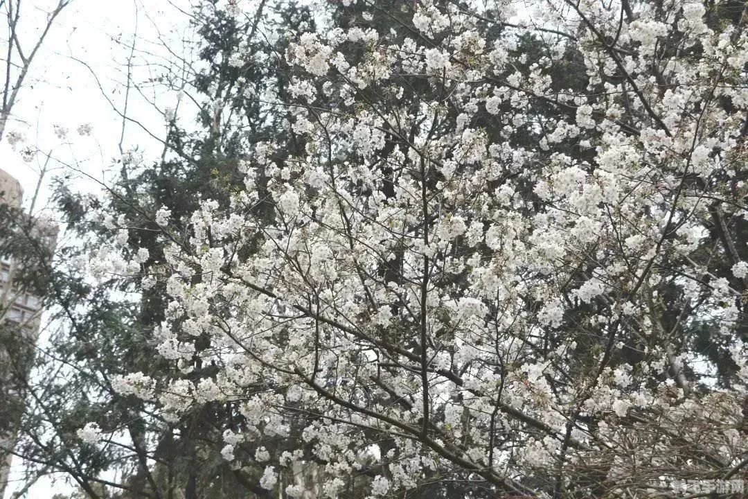 樱花大战4,樱花大战4手游：终极攻略与玩法解析