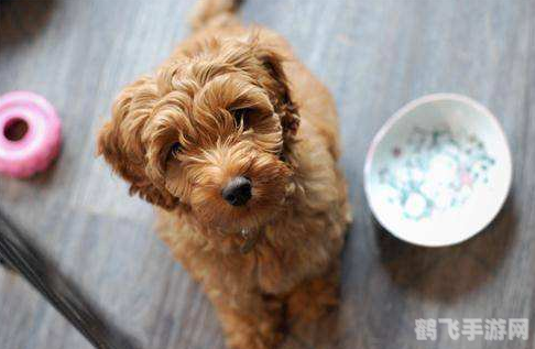 摸摸鱼 安装正版,探索深海奇趣——摸摸鱼手游攻略大揭秘