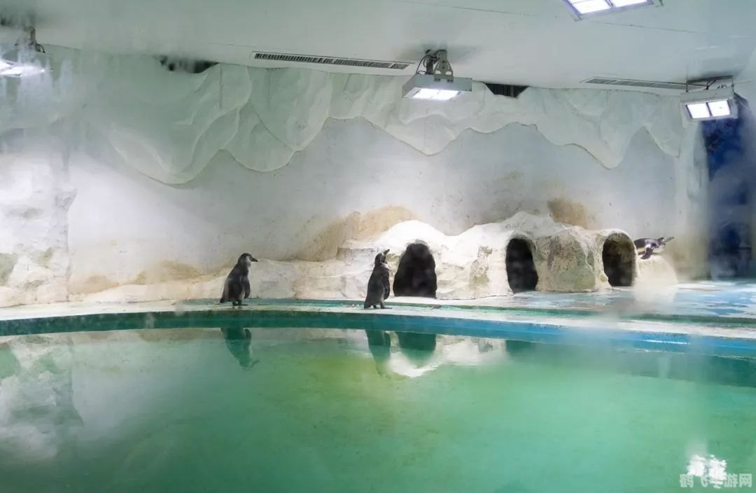 摸摸鱼 安装正版,探索深海奇趣——摸摸鱼手游攻略大揭秘