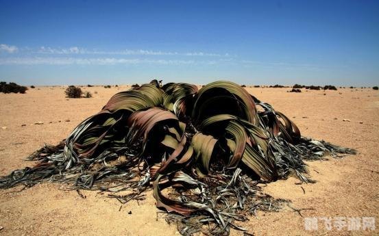 小鸡宝宝考考你：揭秘荒漠中的顽强植物