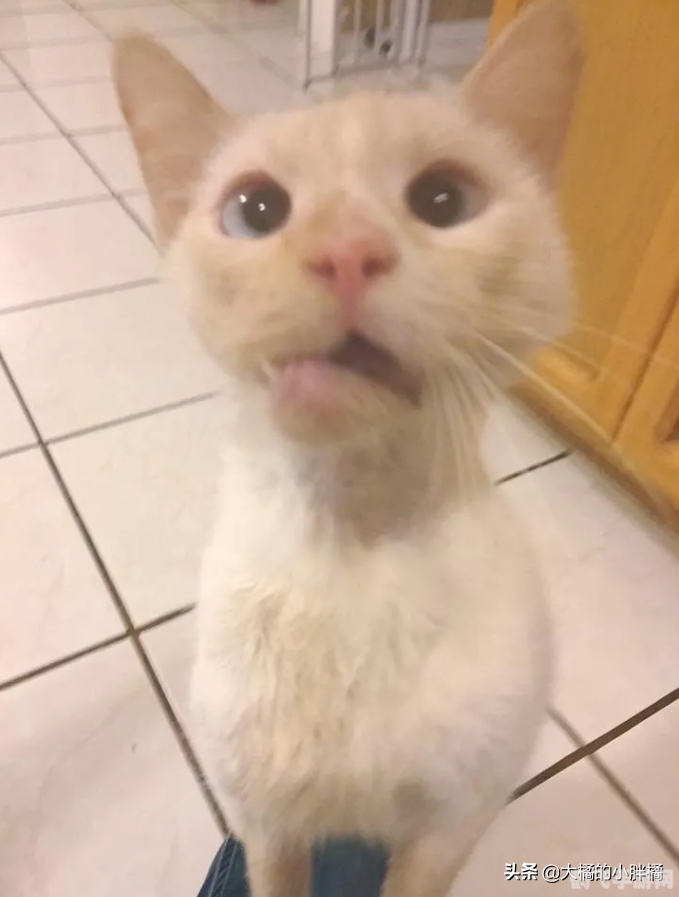 探索“猫咪小游戏”的魅力世界