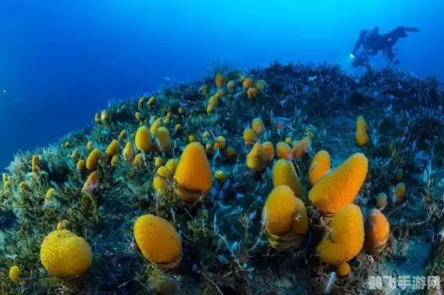 探寻海底奥秘:哪种动物最爱海藻盛宴?