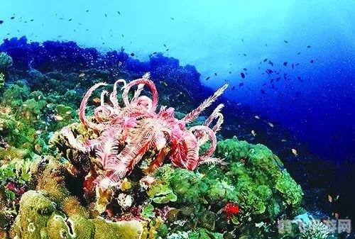 探寻海底奥秘:哪种动物最爱海藻盛宴?