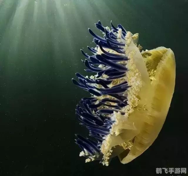 探寻海底奥秘:哪种动物最爱海藻盛宴?