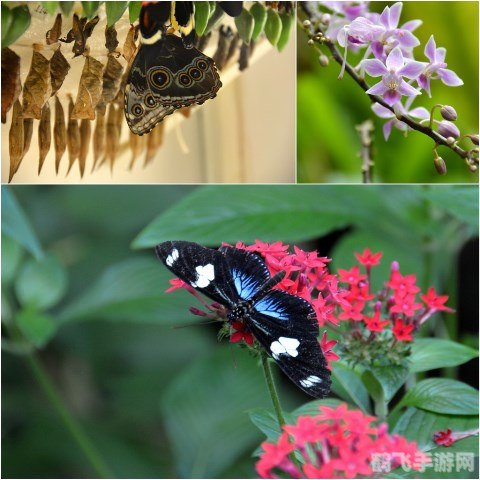 dnf血蝴蝶之舞,DNF血蝴蝶之舞:舞动指尖的攻略秘诀