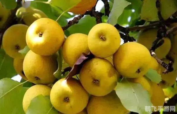 欲望格斗2:疗伤之道——深入解析手游策略与玩法