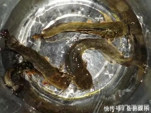 湿地水质检测昆虫：生态探秘与昆虫利用攻略