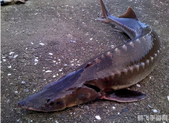 湿地水质检测昆虫：生态探秘与昆虫利用攻略