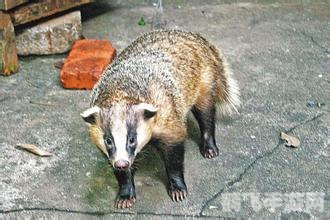 湿地水质检测昆虫:生态探秘与昆虫利用攻略