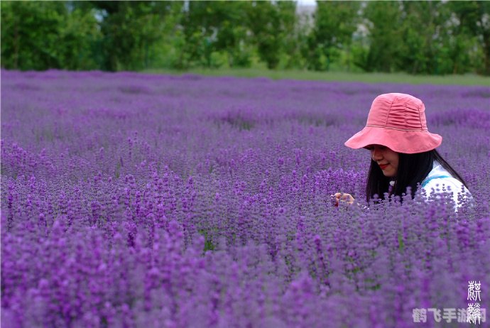 诗词名句与蚂蚁庄园：解忧新玩法攻略