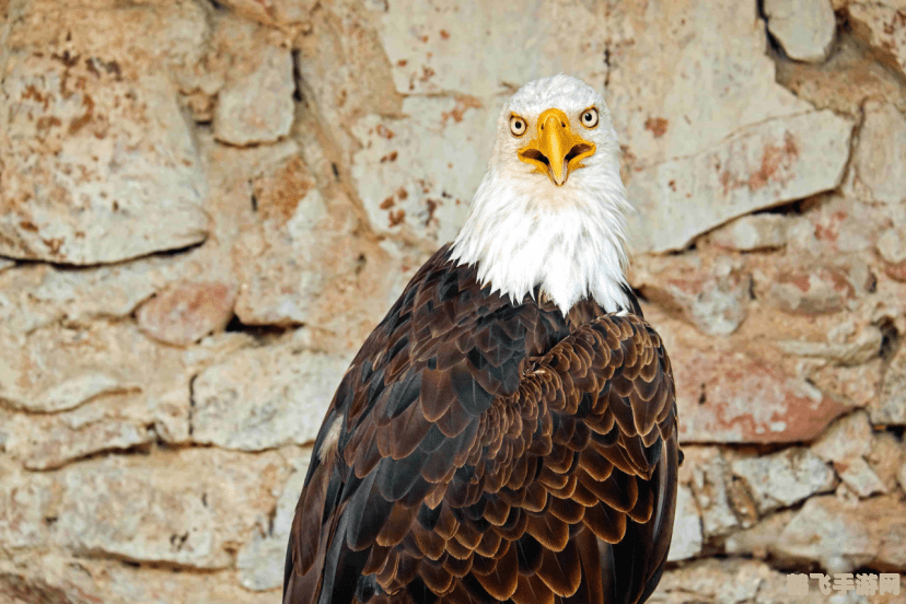 挑嘴的秃鹫,挑嘴的秃鹫游戏攻略:如何成为顶级猎食者