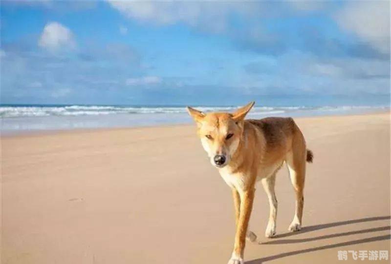 挑嘴的秃鹫,挑嘴的秃鹫游戏攻略:如何成为顶级猎食者