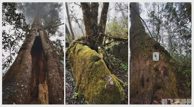 电子游戏森林舞会,探索虚拟世界，制胜森林舞会——手游攻略大揭秘