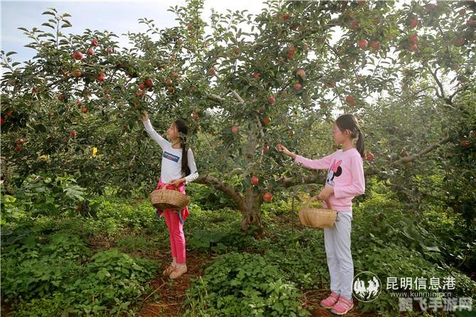 多吃核桃蚂蚁庄园游戏攻略：如何充分利用核桃资源？